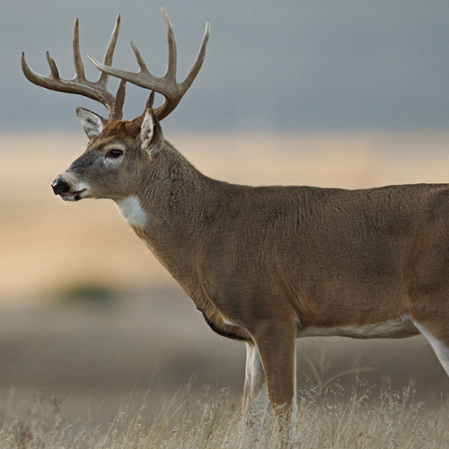 Hunting leases